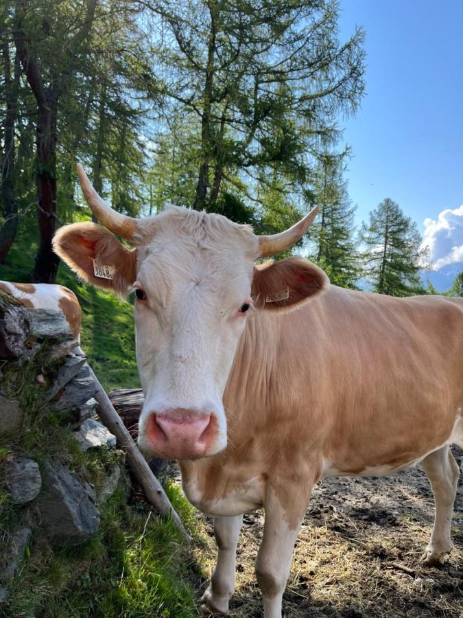 Farm stay Angstingerhof *